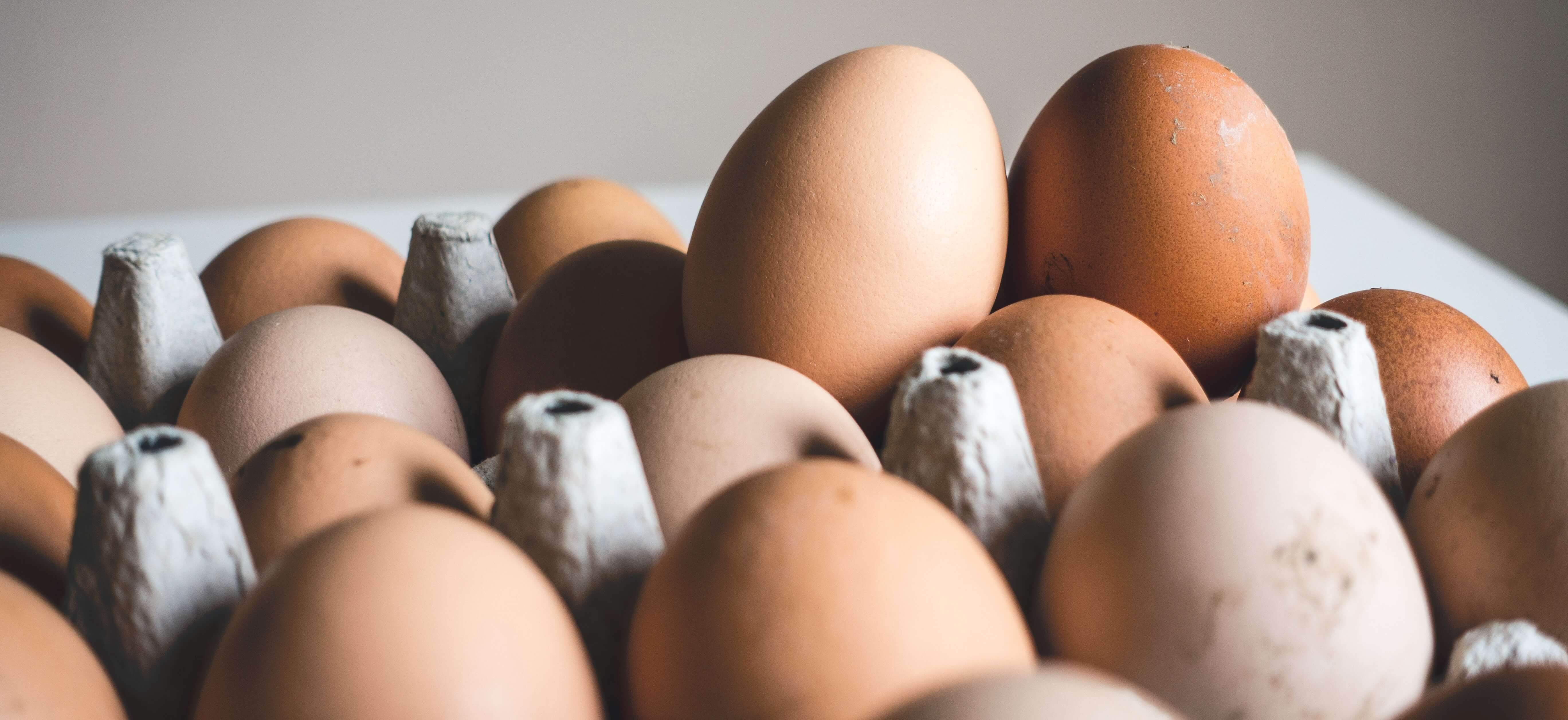 what is the protein in eggs